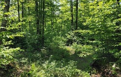 80 W TROPHY LN, HESSEL, MI 49745