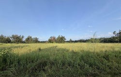 DEARMAN ROAD, Delhi, LA 71232-0000
