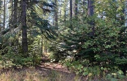 17616 E Tallman Rd, Chattaroy, WA 99003