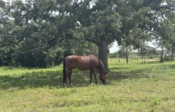 1430 Antioch RD, Paige, TX 78659