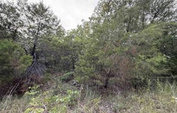 0 Big Buck Lane, Williford, AR 72482