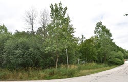11665 Orchard Road, Willow Springs, IL 60480