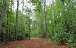 TBD Guinyard Boulevard, Springfield, SC 29146