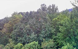 0 S Pittsburg Mountain, South Pittsburg, TN 37380