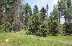 Lot 22 Hinz Drive, Angel Fire, NM 87710