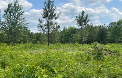 RIPLEY Rd, Carbon Hill, AL 35549
