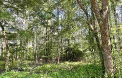 CR 1112, Atlanta, TX 75551