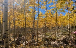 Bear Gulch Rd, Red Feather Lakes, CO 80545