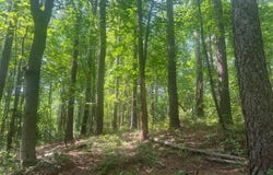 0 THORNTON GAP CHURCH ROAD, SPERRYVILLE, VA 22740