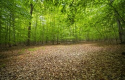 Wildwood Trail, Manistee, MI 49660