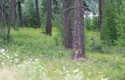Address To Be Determined The Woodlands, Whitefish, MT 59937