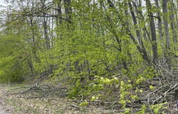 990-994 ARAWAK PASS, GAYLORD, MI 49735