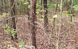 Boysenberry Drive lot: 104, Nebo, NC 28761