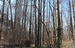 110 Frank Road, Cary, NC 27518