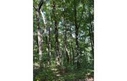 Moss-Arcot Road, Celina, TN 38575