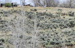 Tbd Pine Street, Craig, CO 81625