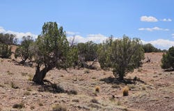 27 N 9183, Concho, AZ 85924