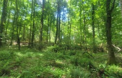 121 Pinedale, Griffin, GA 30224