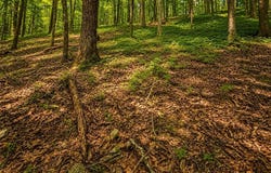 Gadsden Road, Cave Spring, GA 30124