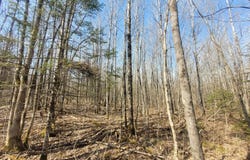 On CEMETERY RD, Loretta, WI 54896