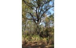0 Harris Road, Homer, LA 71040