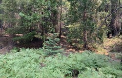 East County Line Rd, Lewiston, CA 96052