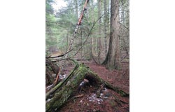 Elk Heights Lane lot: A-2, Heron, MT 59844