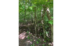 56 Acres Old Hwy 5S, Talking Rock, GA 30175