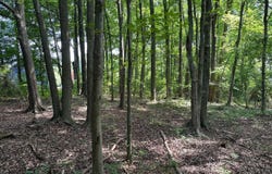 LOT 7 MAPLE DR #LOT 7, STEVENSVILLE, MD 21666