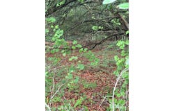Alma Drive, North, SC 29112