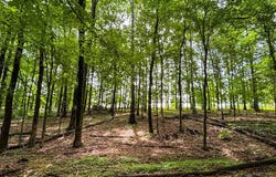 496 County Road 496, Lexington, AL 35648