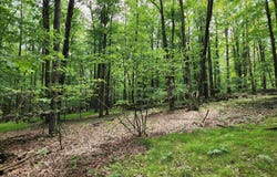 2145 Elkhorn Way, Farwell, MI 48622