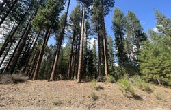 655 Bobcat Trail, Clio, CA 96106