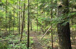 Martin Road, Alpena, MI 49707