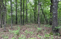 Tract X on Meadow Creek  DR, Harrison, AR 72601