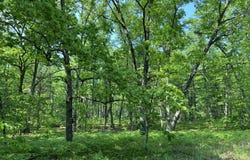 Hill View, Reed City, MI 49677