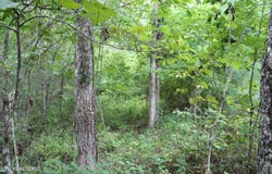 299 Fair Oaks Lane, Jamestown, TN 38556