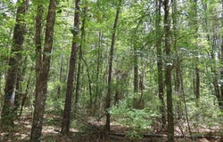 TBD Lincecum Church Rd., Pollock, LA 71467
