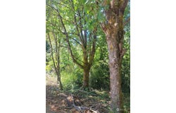 900 930 East Wilson Way, Grapeview, WA 98546