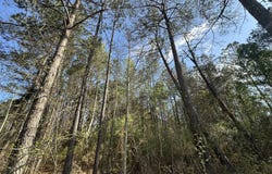 Snider Avenue lot: E, AL