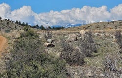 839 Shannon Trail, Cotopaxi, CO 81223