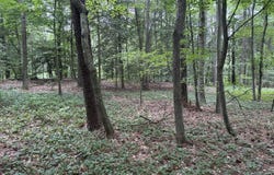 0 Lord's Creek Drive, Eden, MD 21822