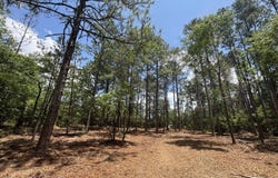 1 Longleaf Estates, Macon, GA 31216
