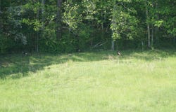 339 MCNUTT Rd, Bear Creek, AL 35543