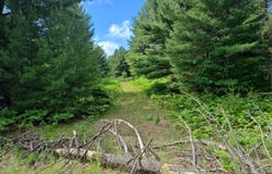 Lot #1 Red Hawk, Fife Lake, MI 49633