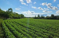 Willow Road NE, Carlos, MN 56319
