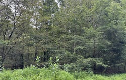 Lot #19 Split Rock Road, Newfoundland, PA 18445