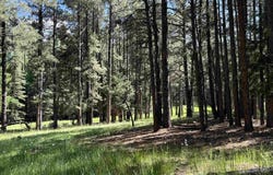 Lot 940 White Sands Circle, Angel Fire, NM 87710