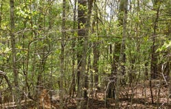 Dallas Lane, Blue Ridge, GA 30513