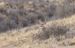 TBD Iron Mountain Rd, Chugwater, WY 82210